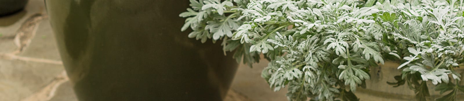 Proven Winners® Artemisia® from Sobkowich Greenhouses