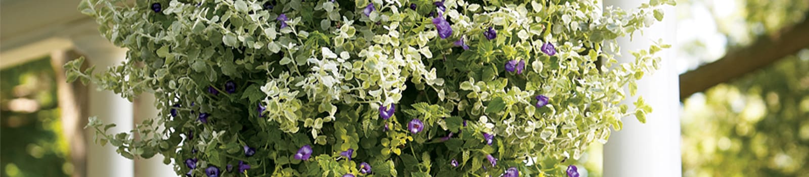 Proven Annuals® Angelonia Angelface® from Sobkowich Greenhouses