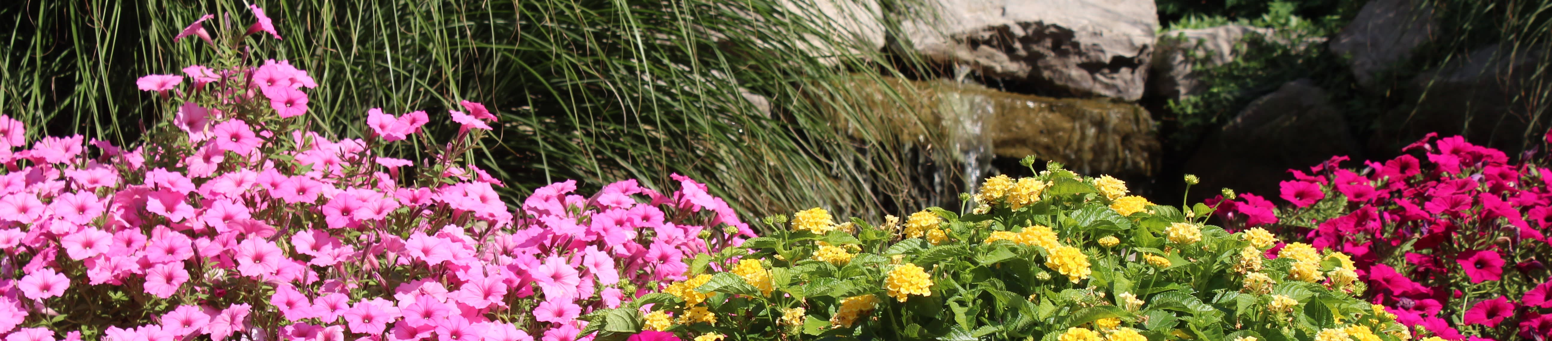 Proven Winners® Petunia Supertunia® from Sobkowich Greenhouses