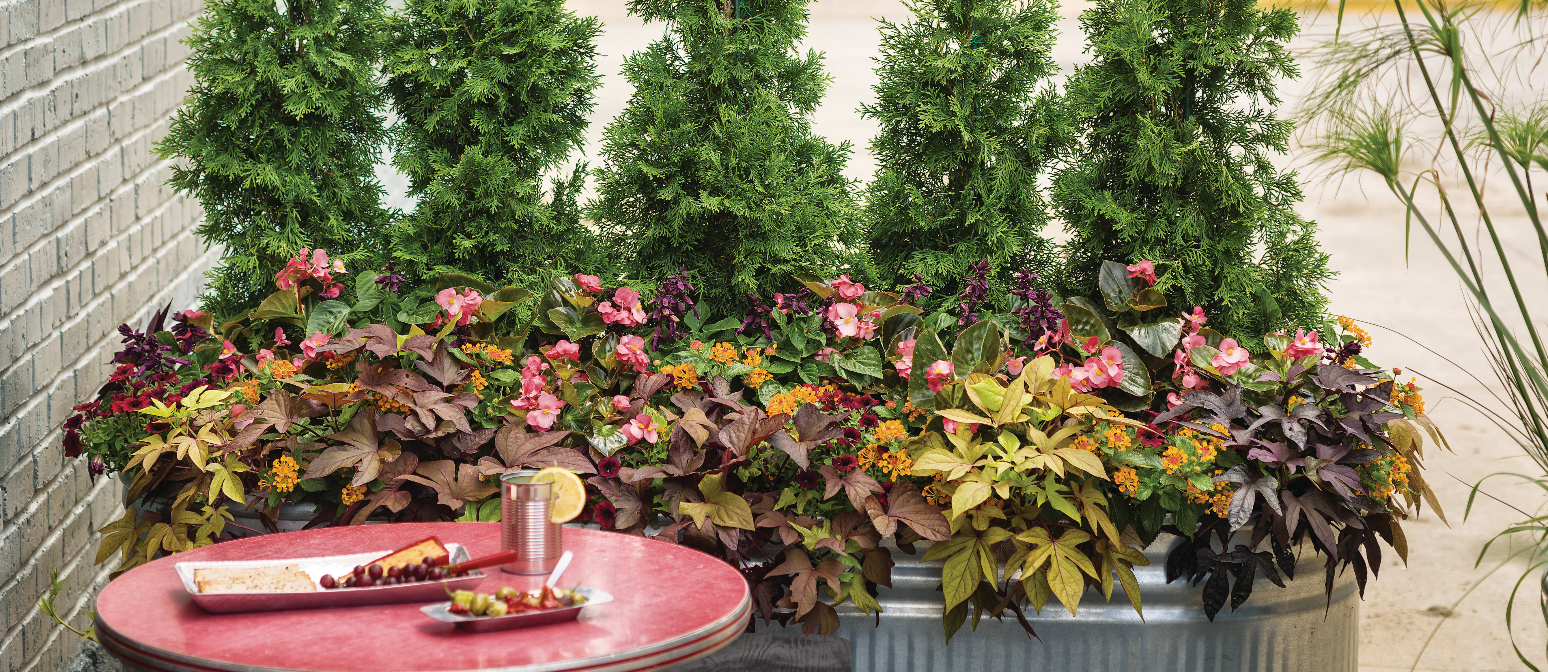 Proven Winners® Evolvulus from Sobkowich Greenhouses