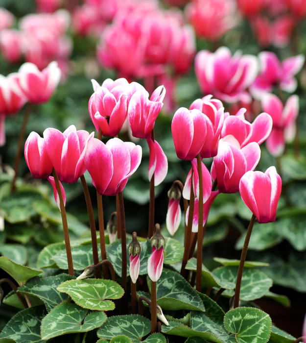 Cyclamen Liners from Sobkowich Gereenhouses in Grimsby, ON