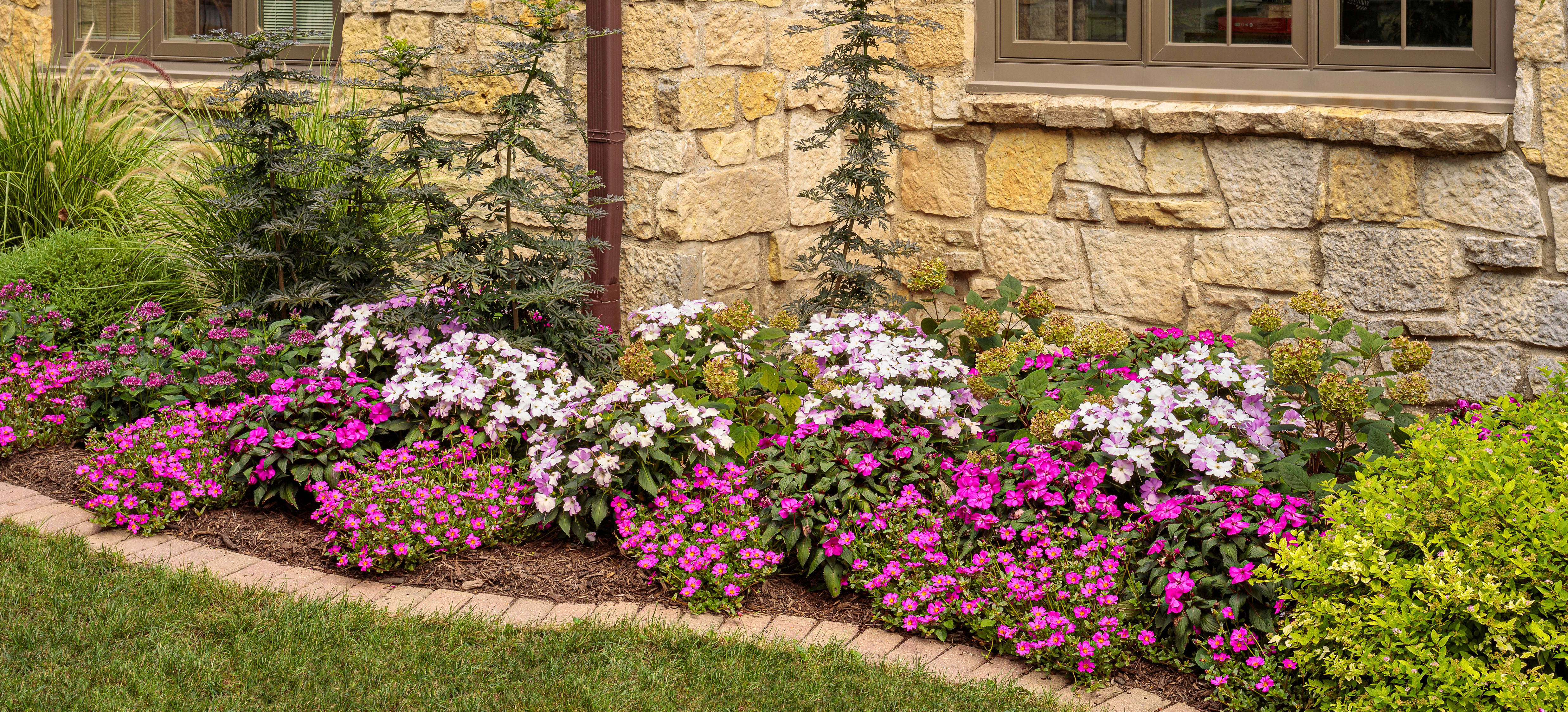 Proven Winners® Evolvulus from Sobkowich Greenhouses
