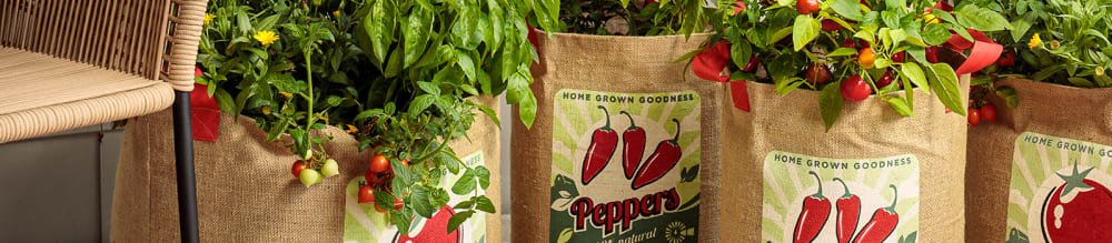 Proven Winners® Capsicum Fire Away™ Hot and Heavy from Sobkowich Greenhouses