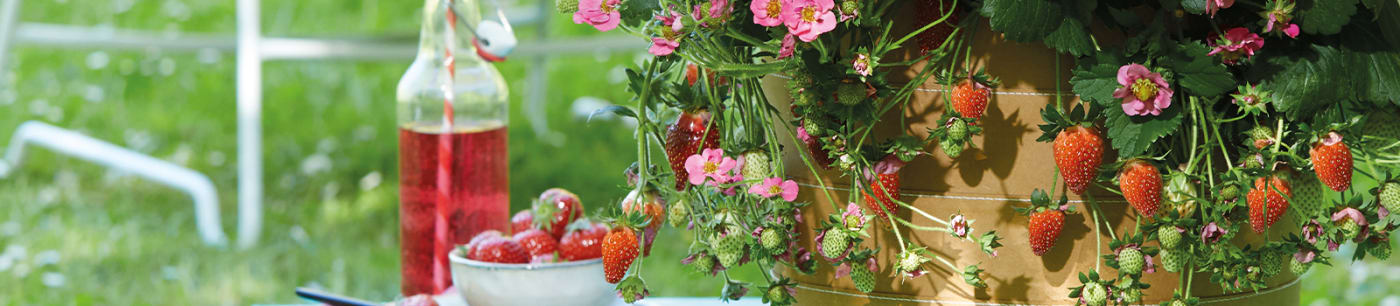 Proven Winners® Berried Treasure® from Sobkowich Greenhouses