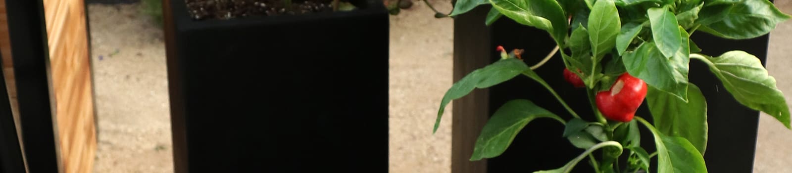 Proven Winners® Angelonia Angelface® from Sobkowich Greenhouses