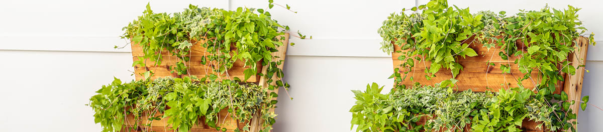 Proven Selections® Hedera® from Sobkowich Greenhouses