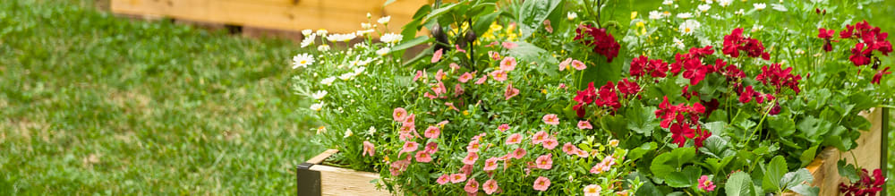 Proven Winners® Angelonia Angelface® from Sobkowich Greenhouses