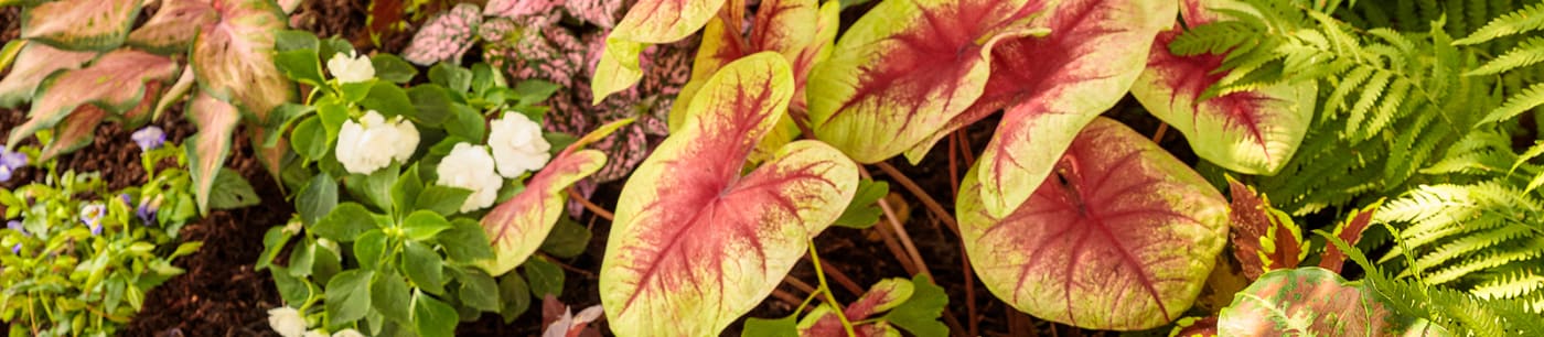 Proven Winners® Caladium from Sobkowich Greenhouses