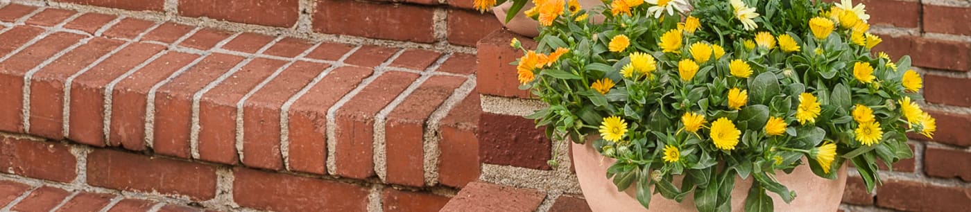 Calendula Lady Godiva® from Sobkowich Greenhouses