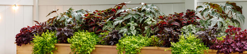 Proven Winners® Coleus ColorBlaze® from Sobkowich Greenhouses