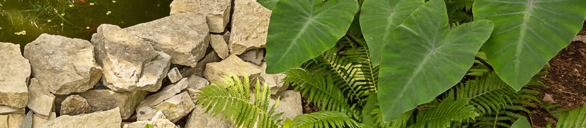 Proven Winners® Colocasia from Sobkowich Greenhouses