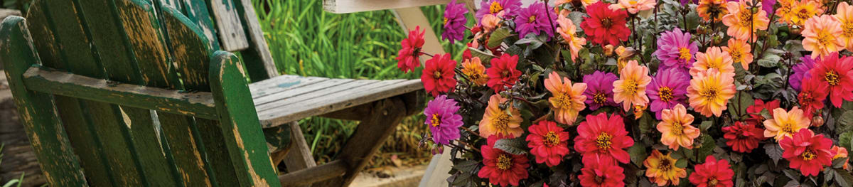 Proven Winners® Dahlia Mystic® from Sobkowich Greenhouses