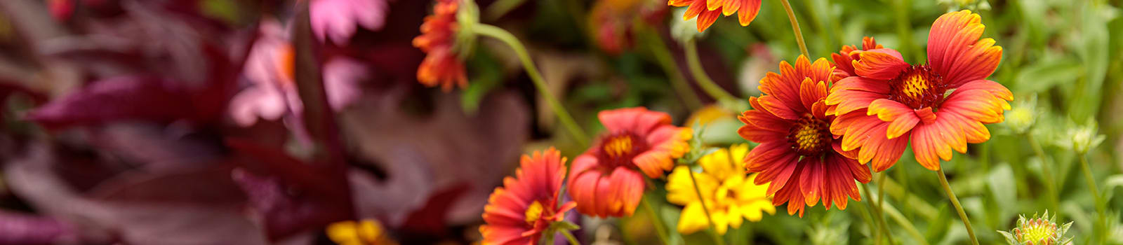Proven Winners® Gaillardia from Sobkowich Greenhouses