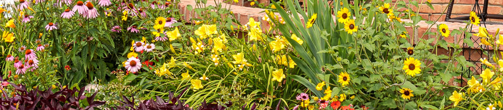 Proven Winners® Angelonia Angelface® from Sobkowich Greenhouses