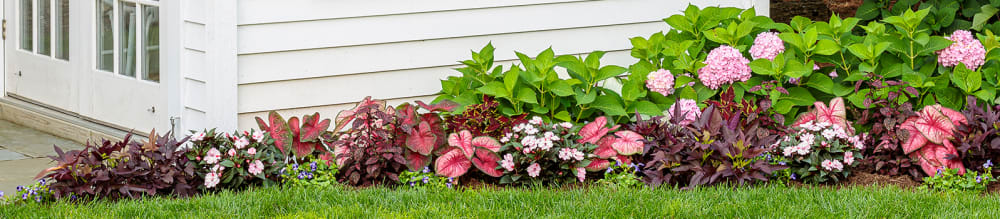 Proven Winners® Impatiens Rockapulco® from Sobkowich Greenhouses