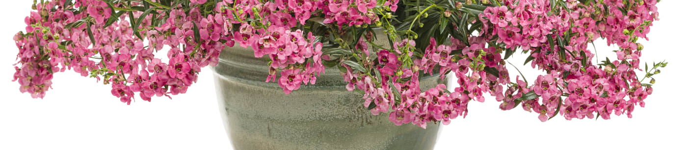 Proven Winners Angelonia Angelface® Cascade from Sobkowich Greenhouses