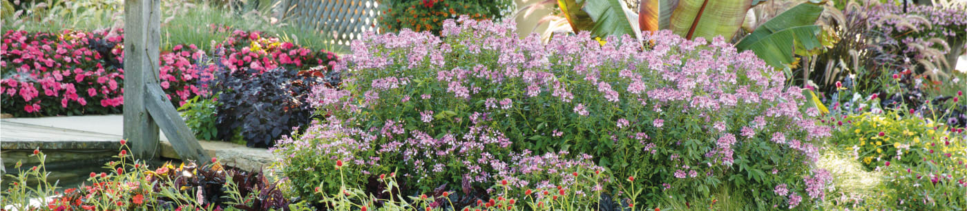 proven winners annuals cleome from Sobkowich Greenhouses