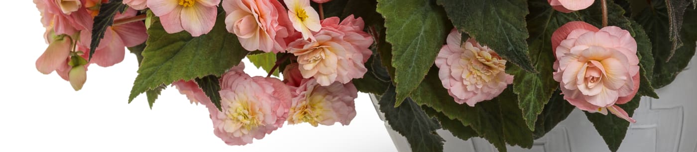 proven winners begonia double delight from Sobkowich Greenhouses