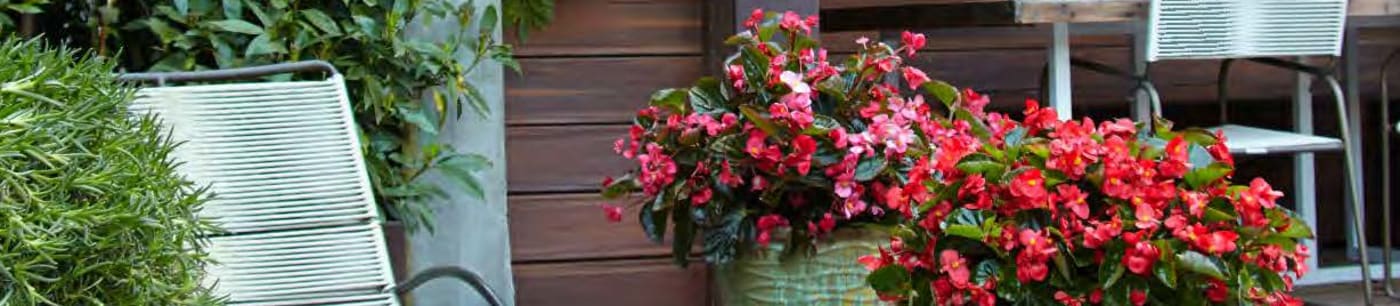 proven winners annuals begonia surefire from Sobkowich Greenhouses