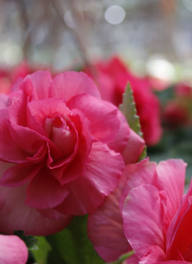 Spring Liners from Sobkowich Greenhouses in Grimsby, ON